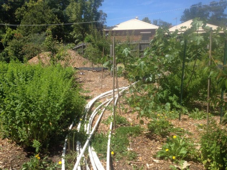 Permaculture in the suburbs