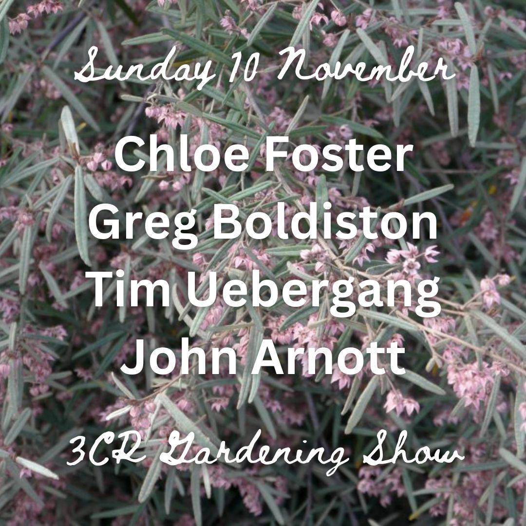 10 November, Chloe Foster joined by Greg Boldiston, Tim Uebergang & John Arnott