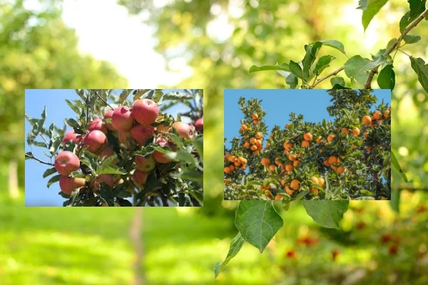 An apple and orange tree laden with fruit in an orchard