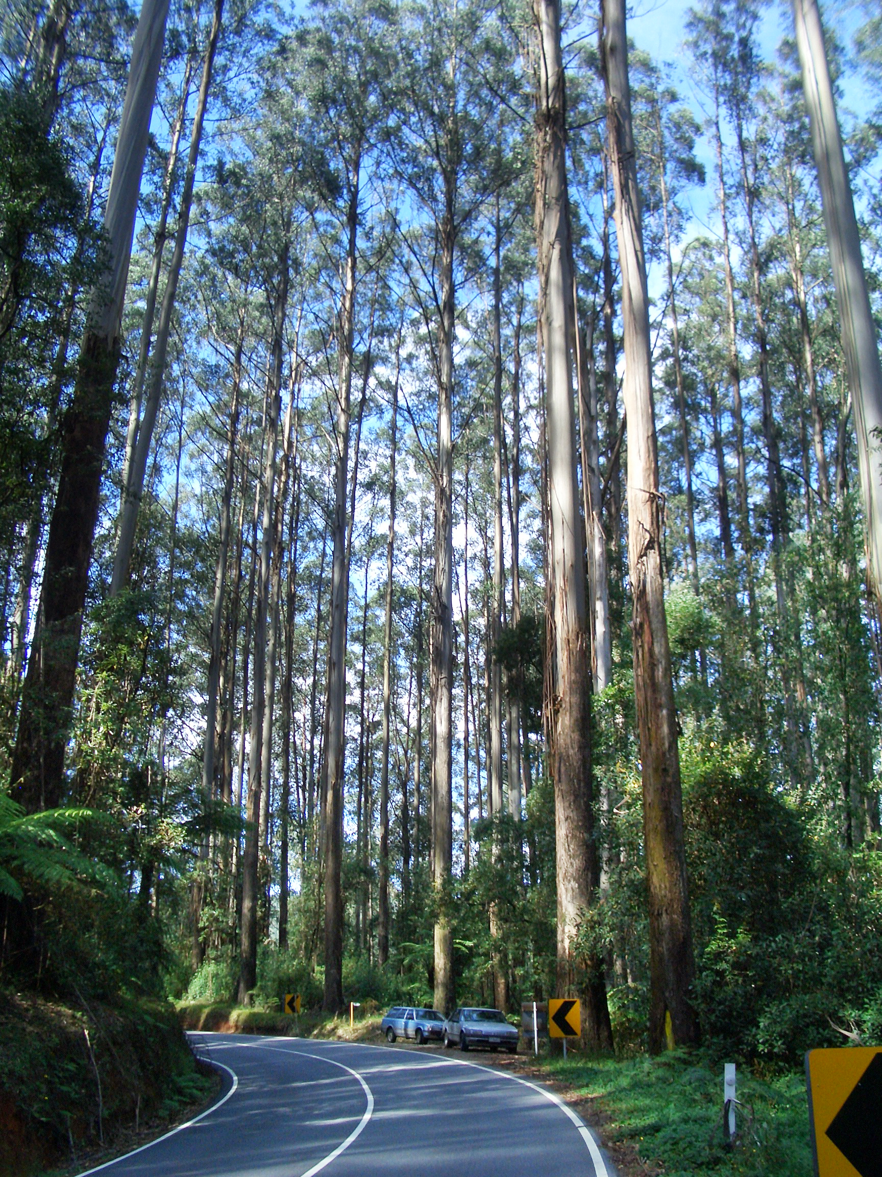 A forest of Victorian Mountain Ash trees