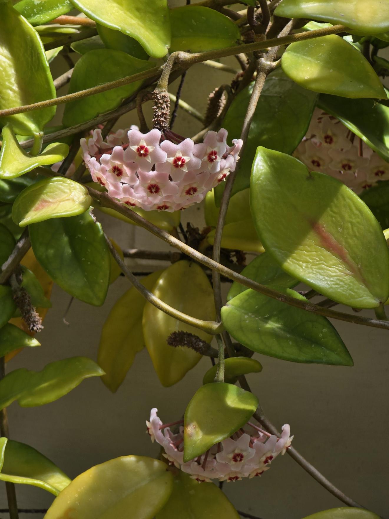 Hoya Flower