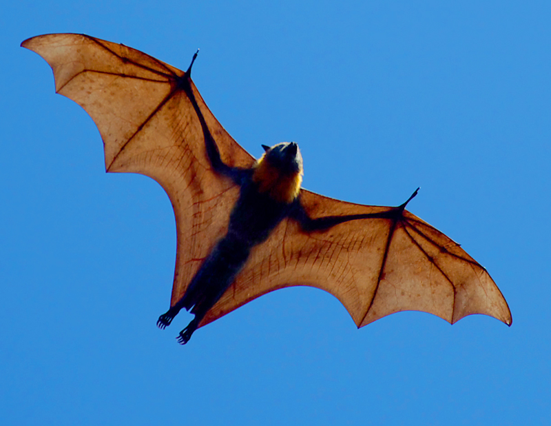 Grey-headed flying fox (Pteropus poliocephalus), the largest and best-known bat in Australia (Photo by Duncan PJ, via Flickr)