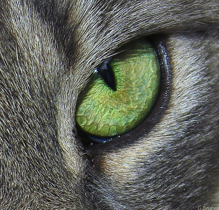 Eye of a cat - no indication of whether it has Toxoplasma gondii infection or not (Photo by Guylaine Brunet, CC BY 2.0, via Wikimedia Commons