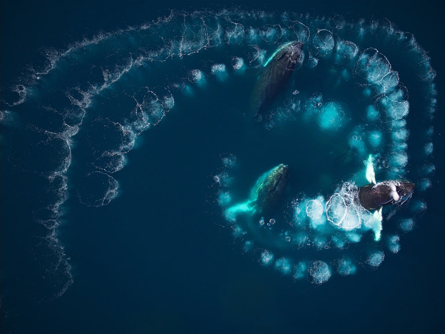 Humpback whales using a bubble net to catch krill