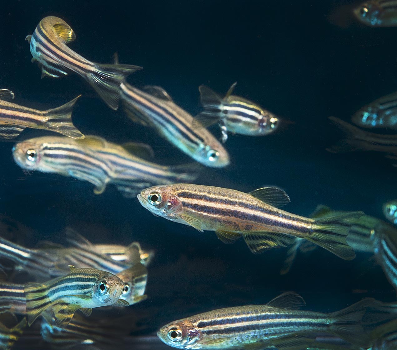 Zebrafish school