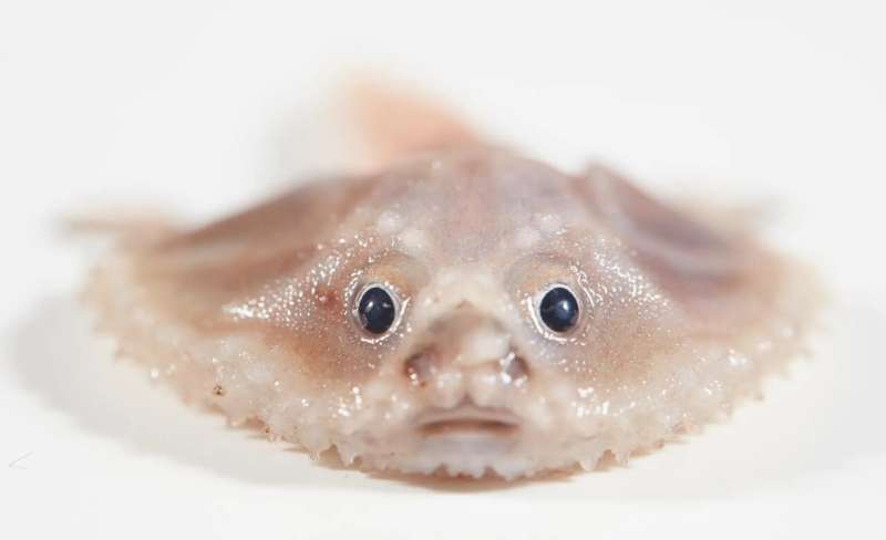 A deep-sea batfish found near Cocos (Keeling) Islands by the RV Investigator (Image from Museums Victoria)