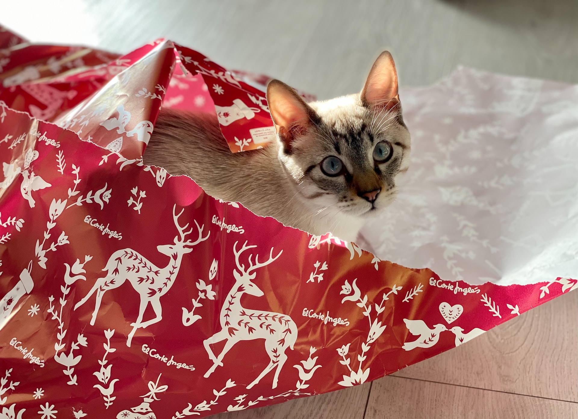 Cat in wrapping paper