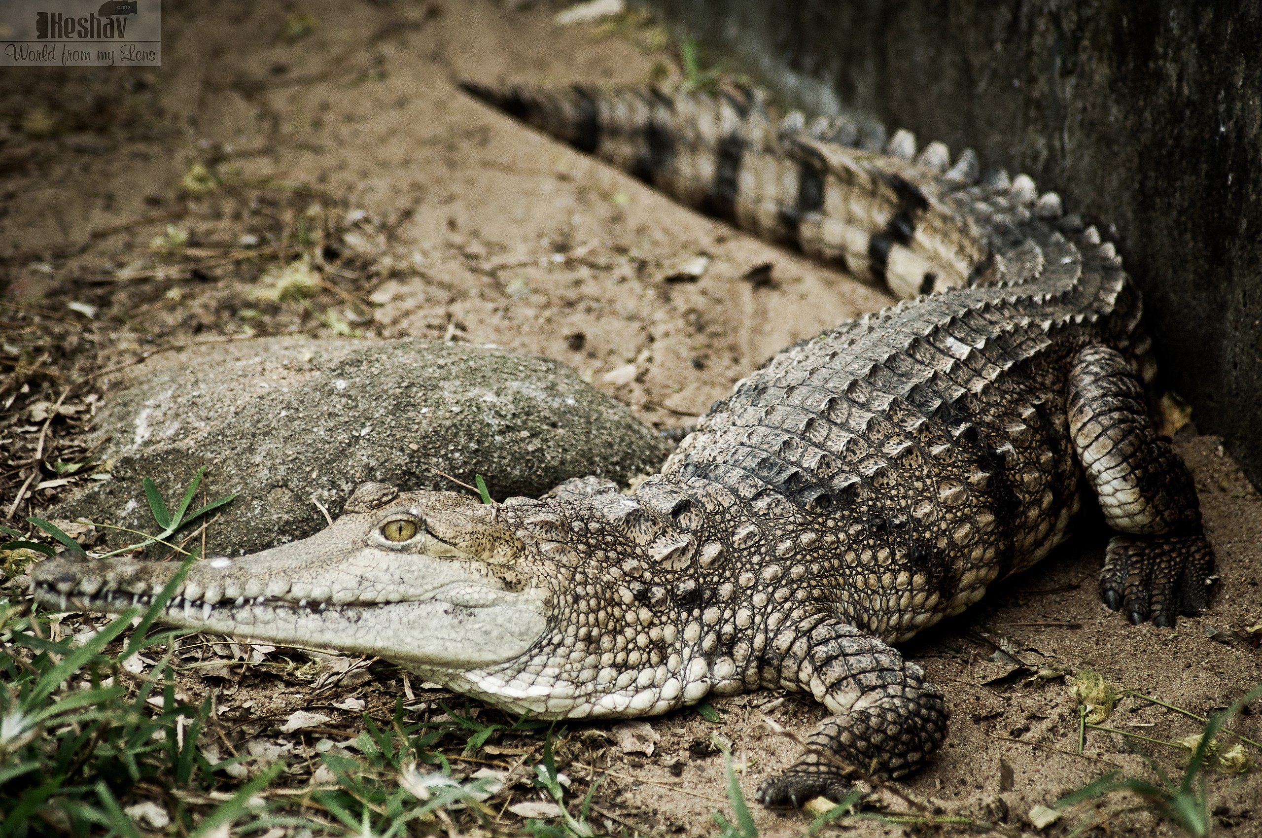 Freshwater Crocodile