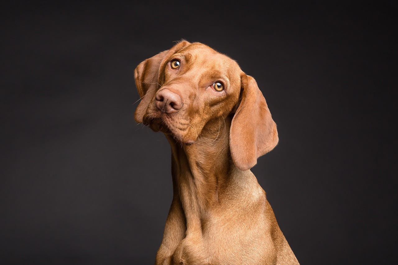 Curious dog