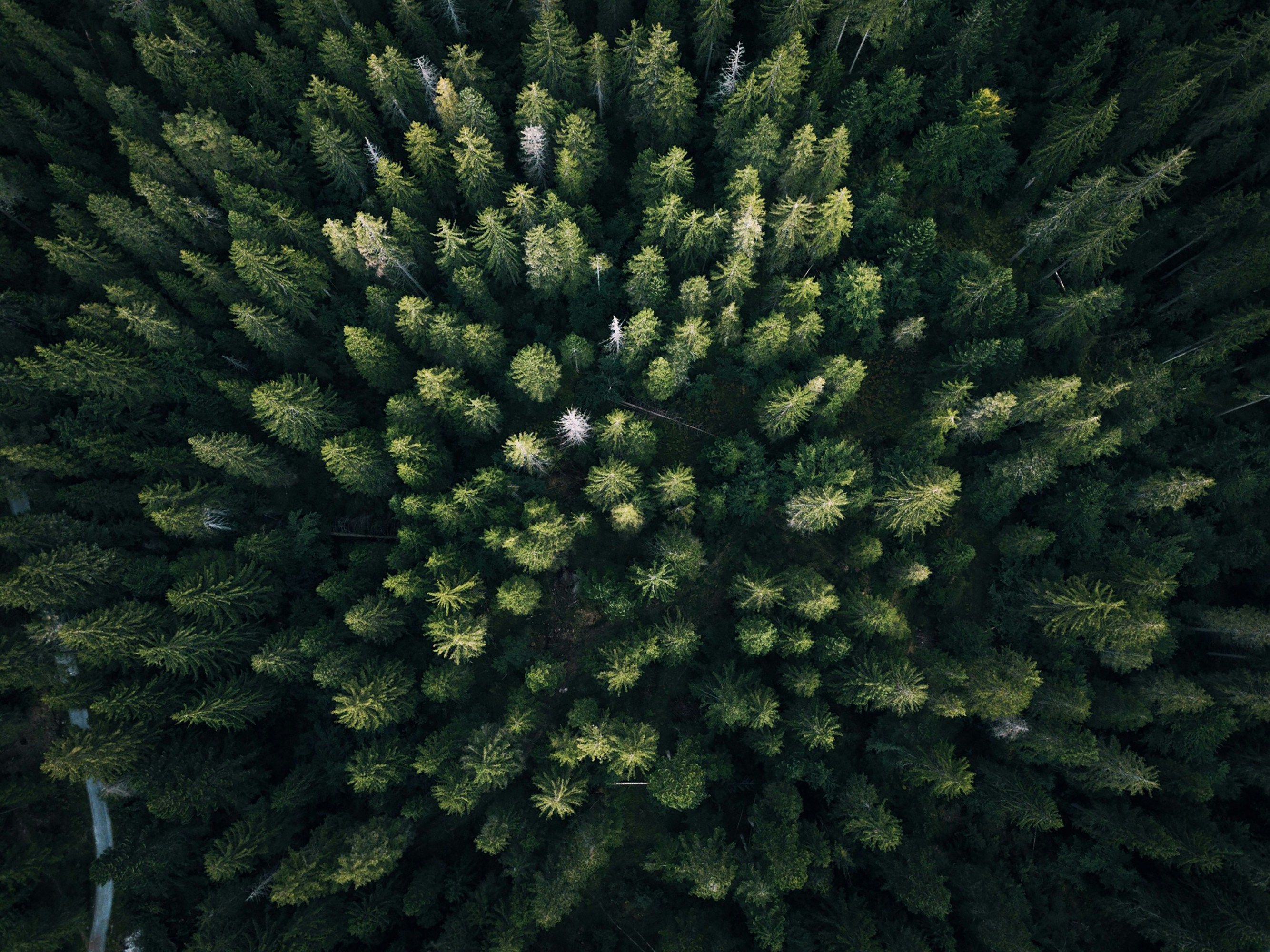 Aerial view of boreal forest