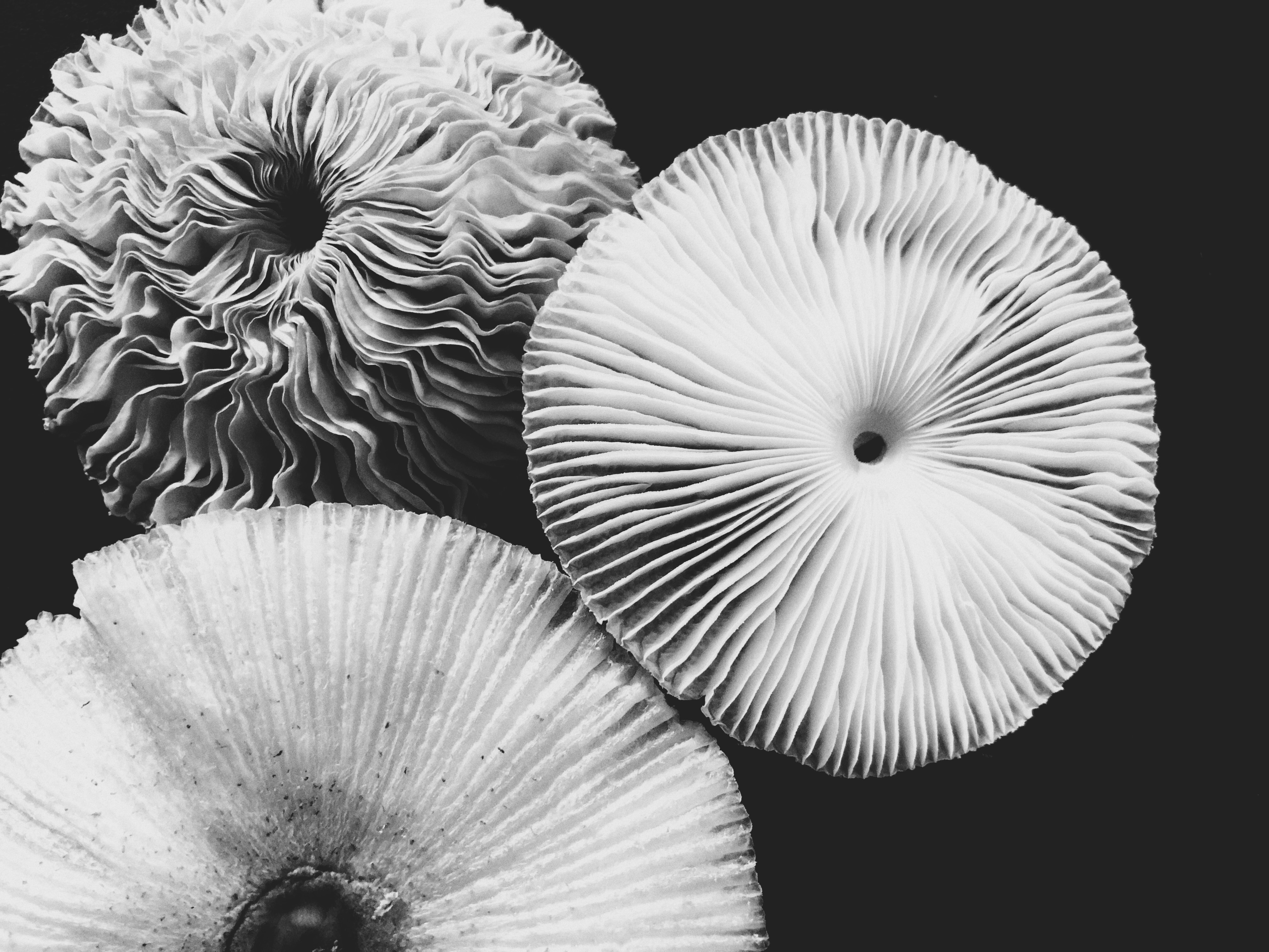 Gilled fungi showing the underside of their caps