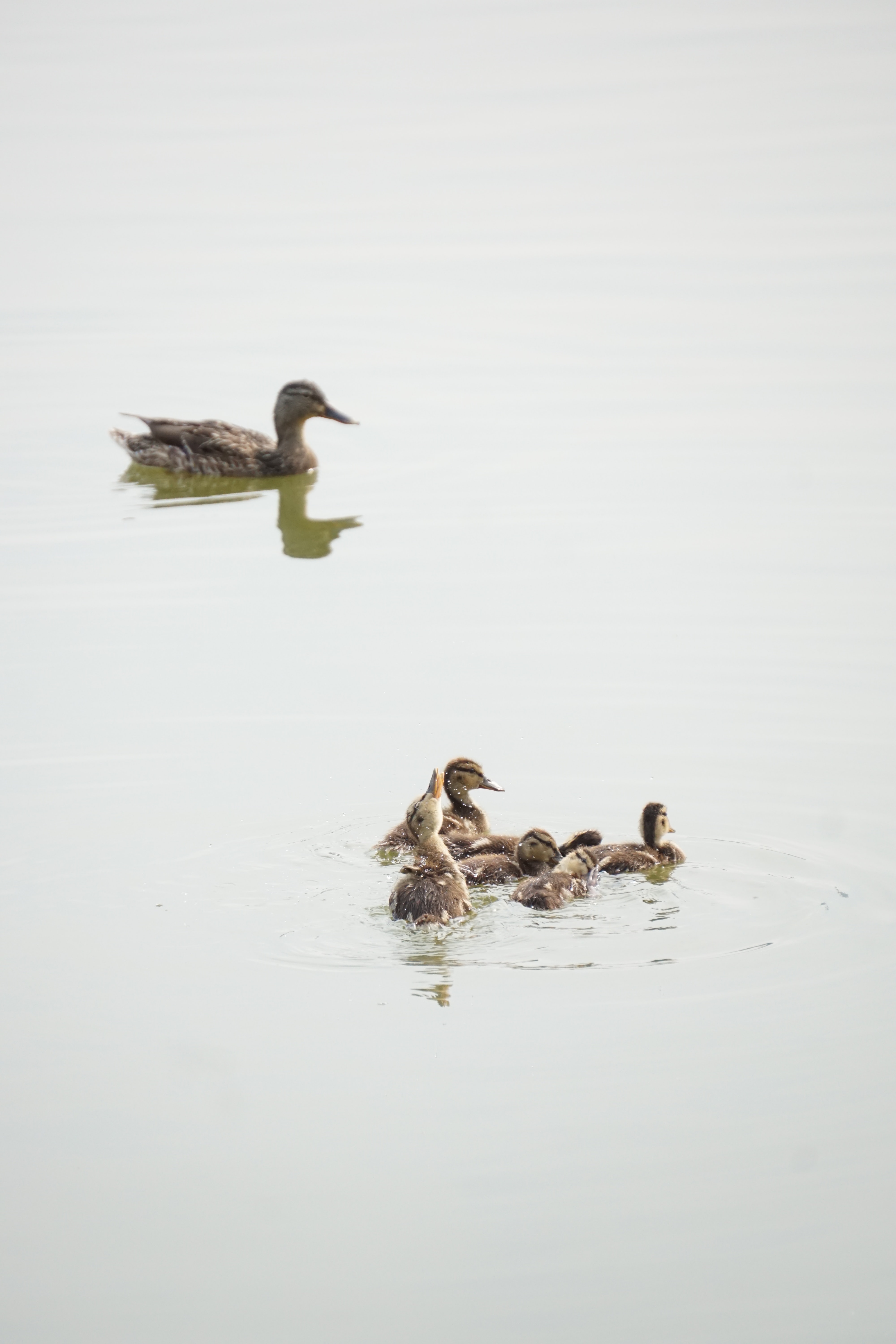 Ducks swimming 