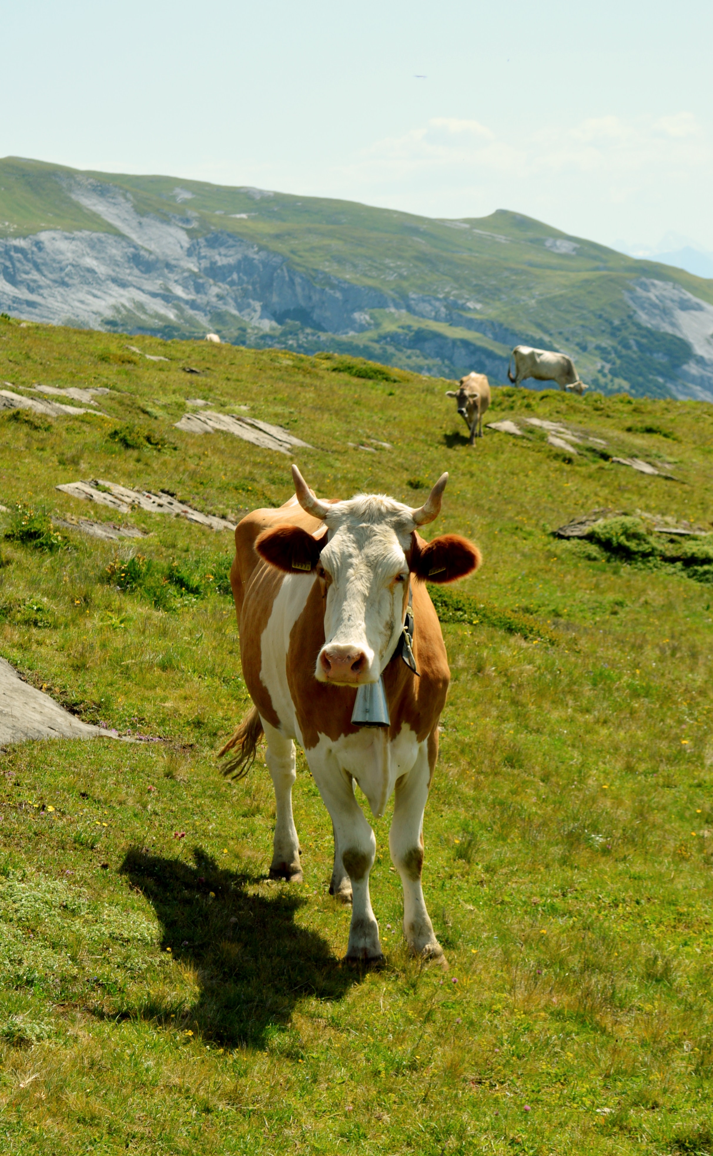 Cows in a field