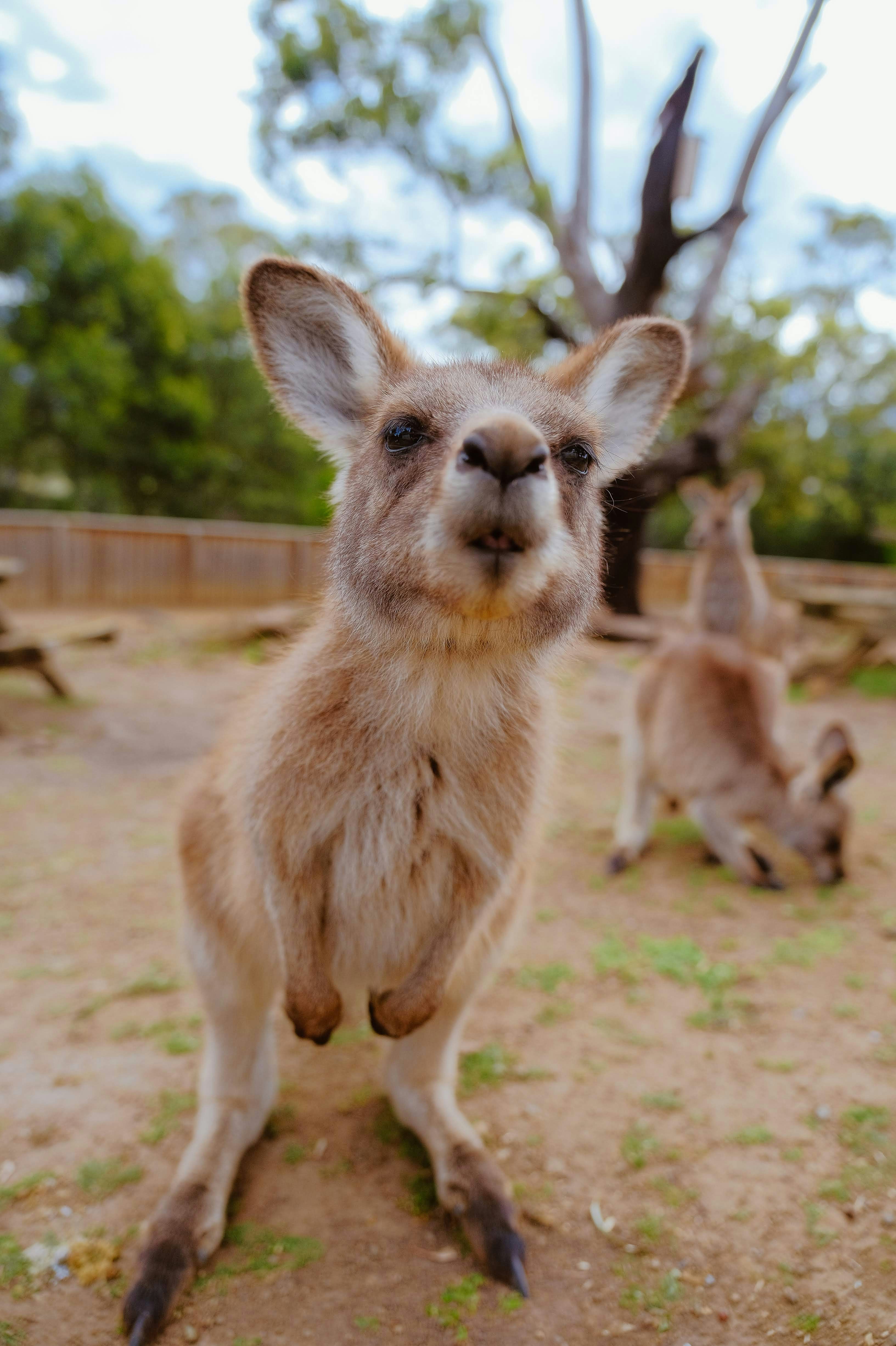 Young kangaroo looks at camera