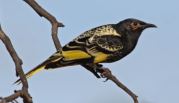 Regent HoneyEater