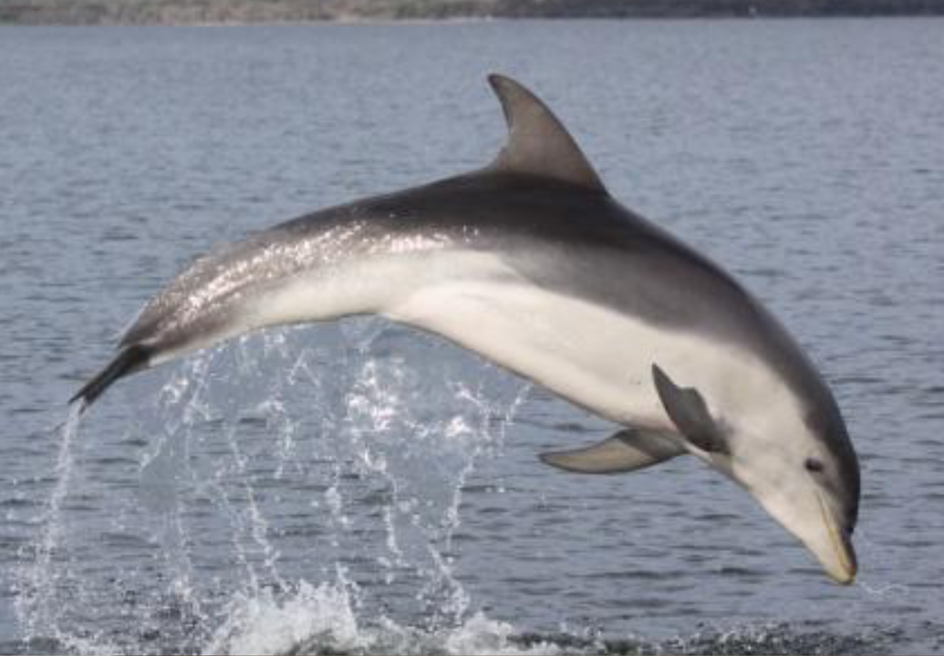 Burrunan Dolphin