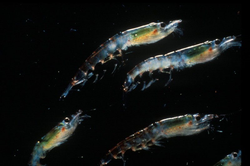 Antarctic krill