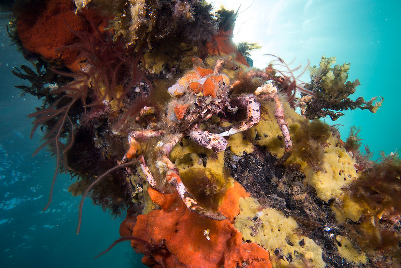 Crab under jetty in Port Phillip Bay