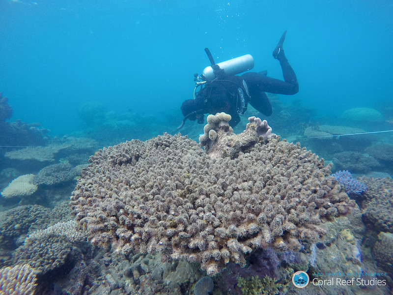 SCUBA diver with bleached coral on Great Barrier Reef.