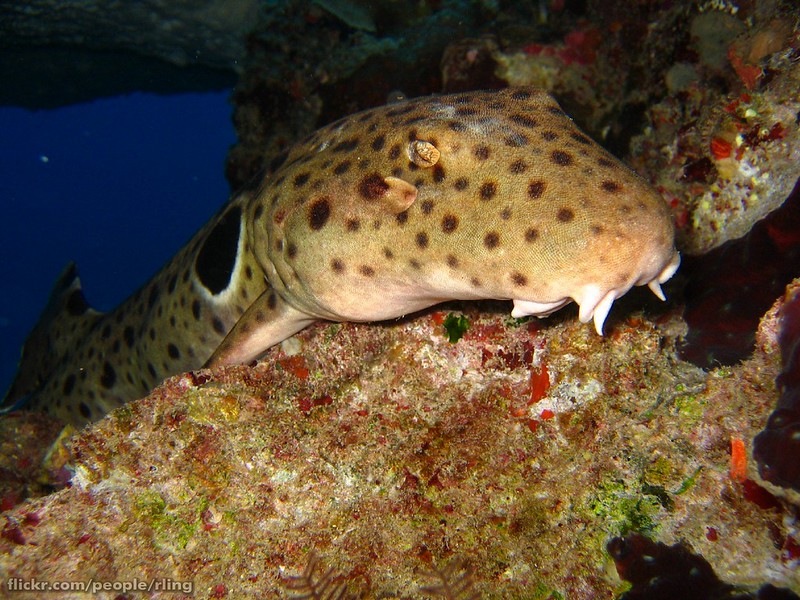 Epaulette Shark