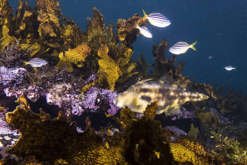 Great Southern Reef fish.