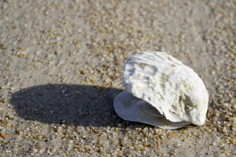 Oyster shell on sand