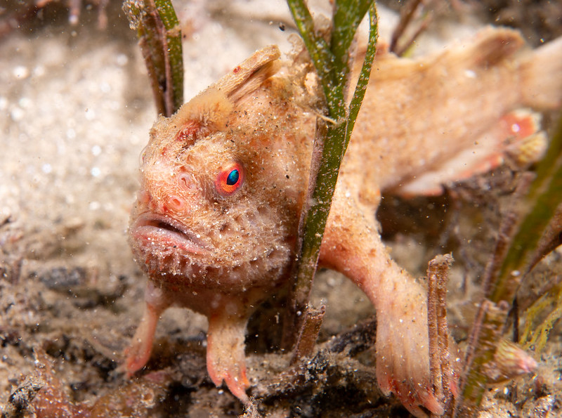 Red Handfish