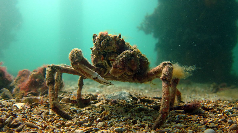 Spider crabs gather in huge numbers in Port Phillip Bay to moult.