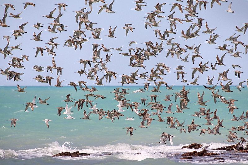 Shorebirds in flight