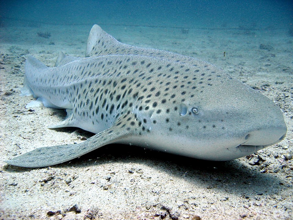 Zebra shark