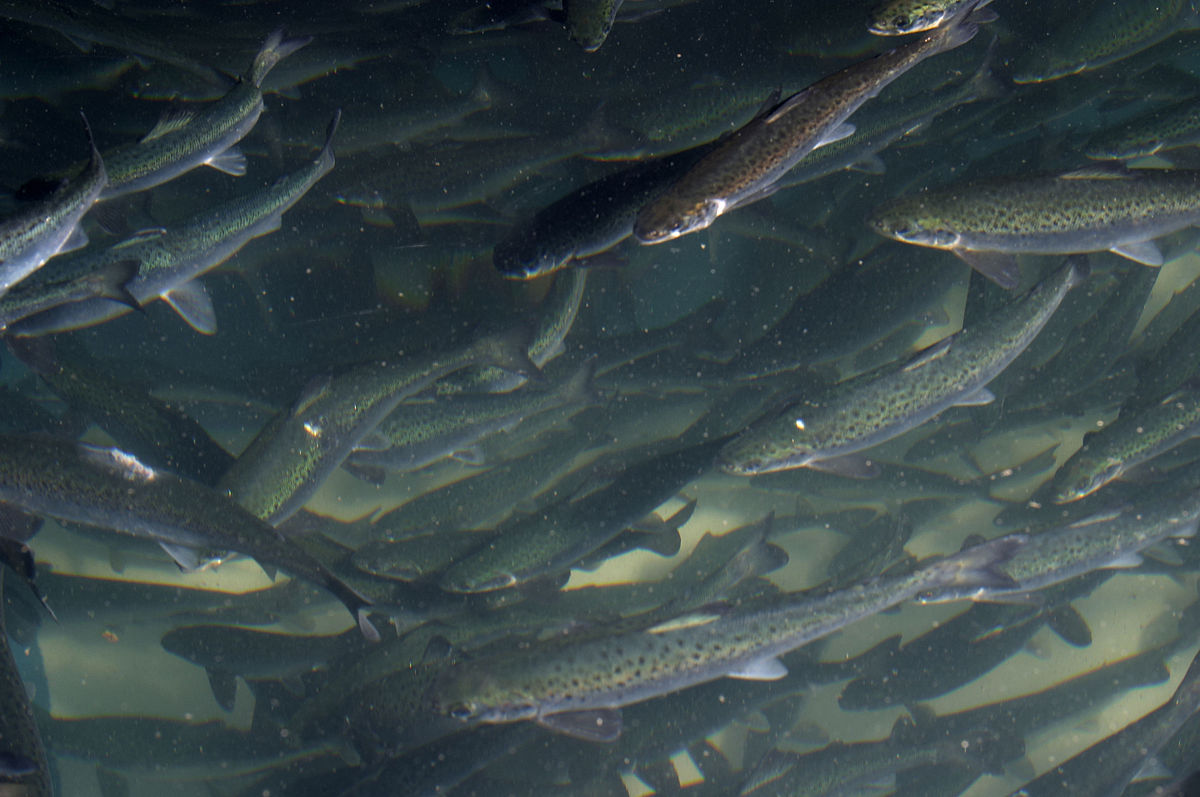 Atlantic salmon in a farm.