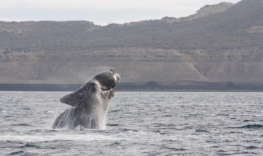 Southern Right Whale