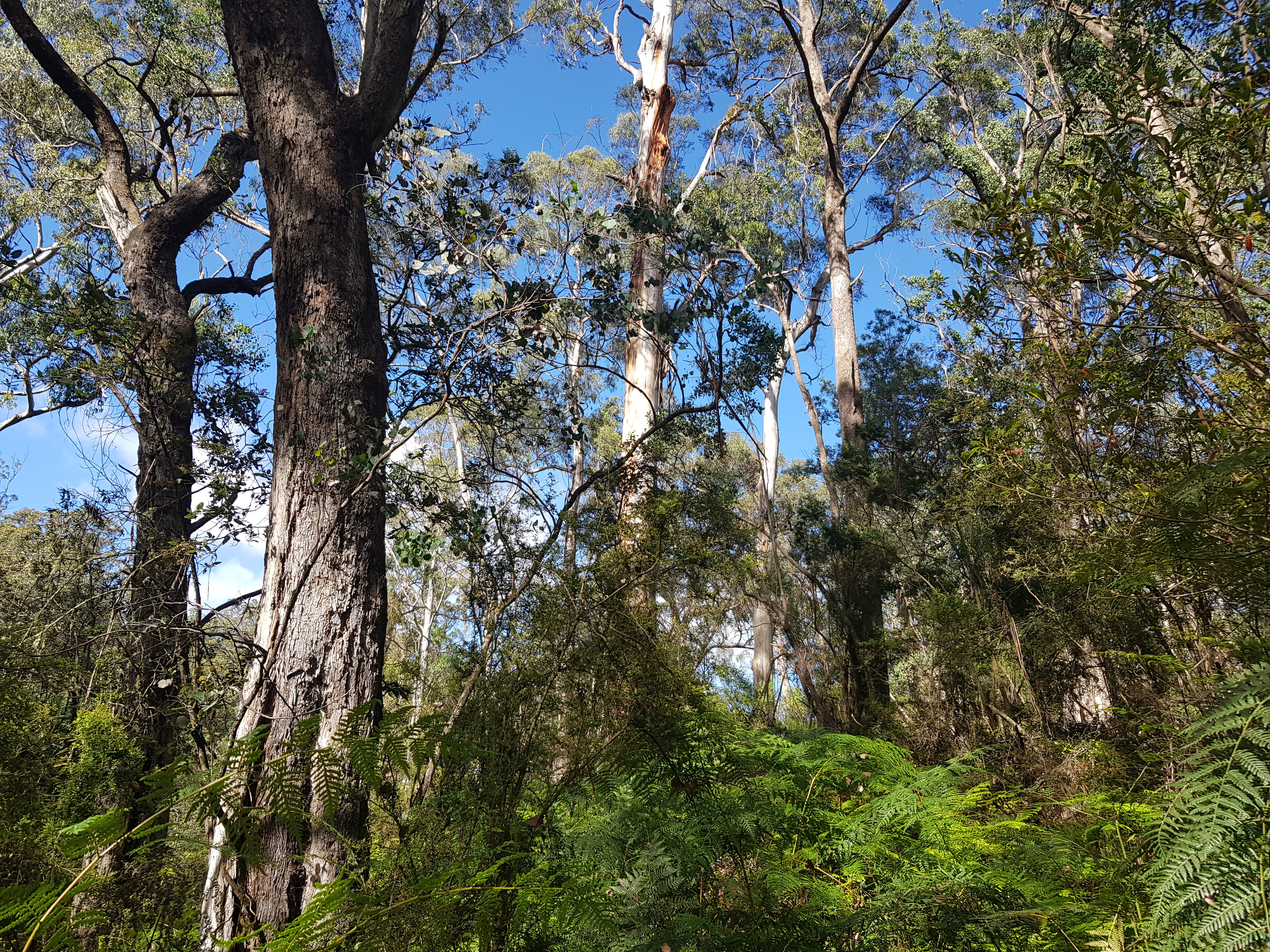 A photograph of a Victorian native forest landscape taken on a bright, sunny day. Tall trees are interspersed with shorter shrubs and ferns, and a blue sky with light clouds is visible between the trees.