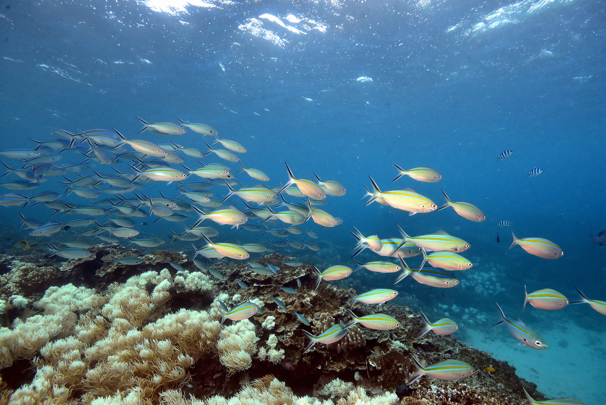 An underwater photograph of a school of iridiscent fish swimming above an outcrop of coral on the Great Barrier Reef.