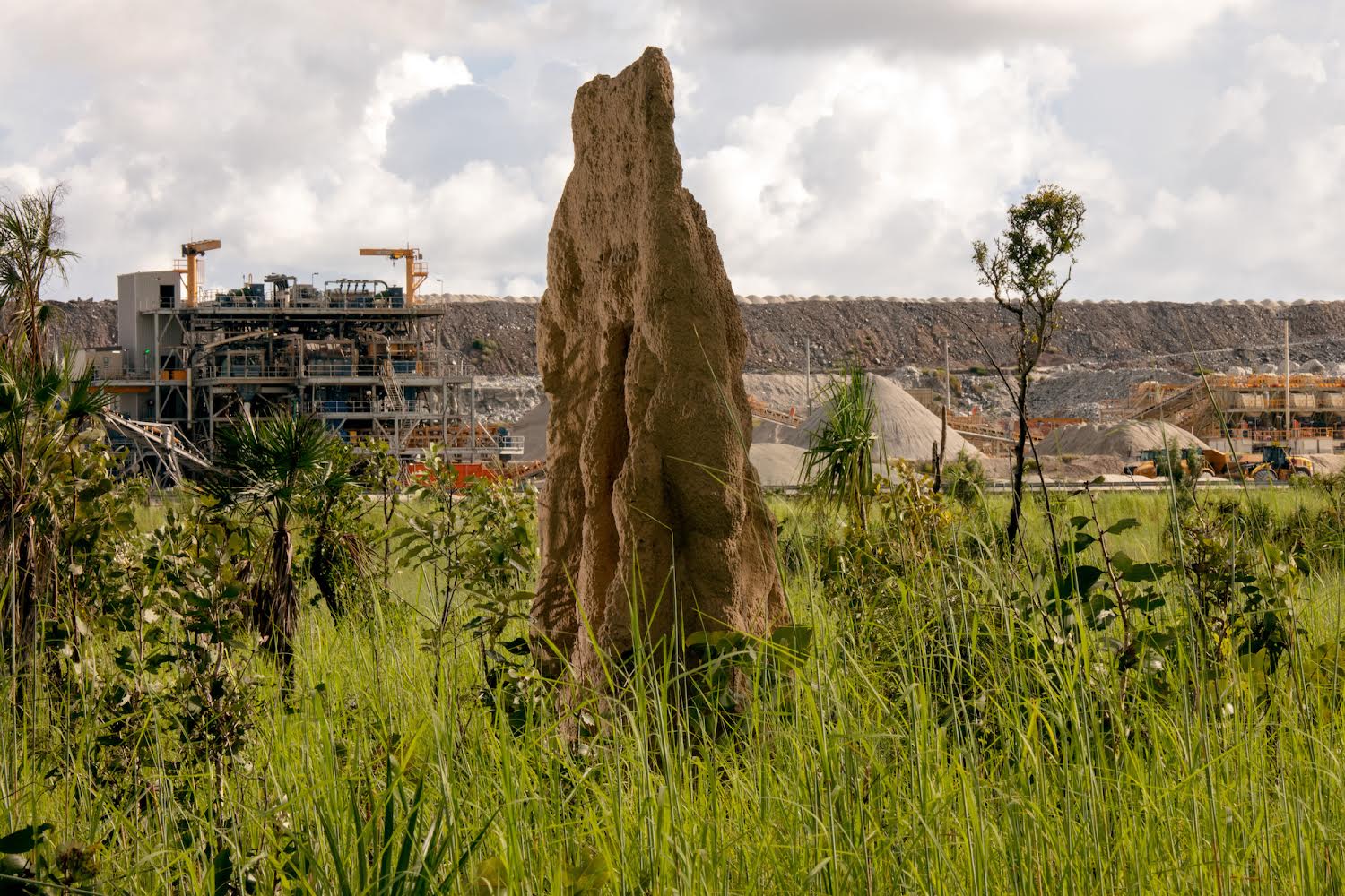 Liss Fenwick's art piece with green grass and construction in the background. 