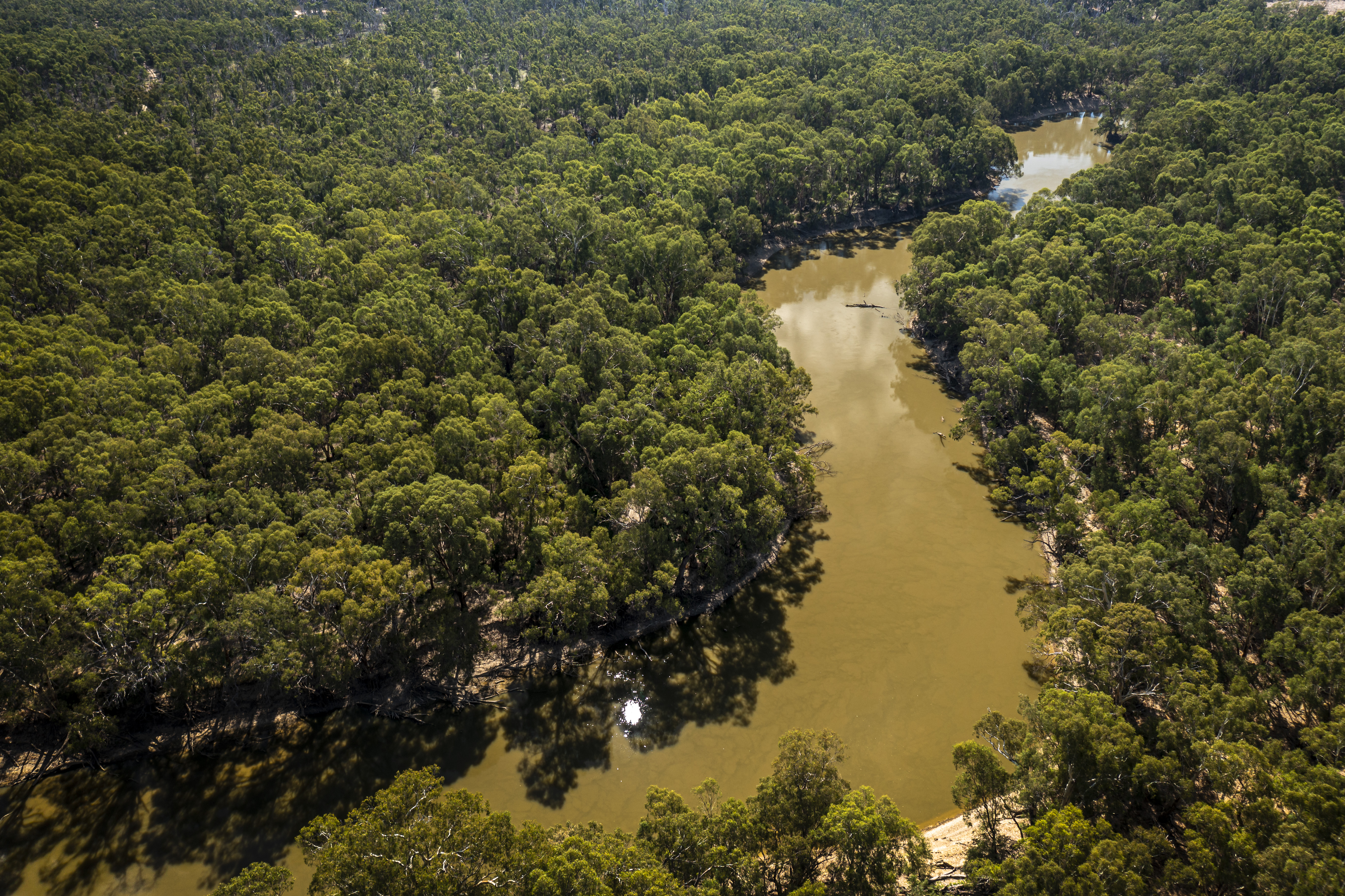 Aerial photograph of the Murray River at Nyah floodplain.