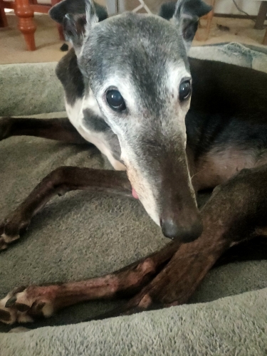 Photo of the greyhound Charlie.