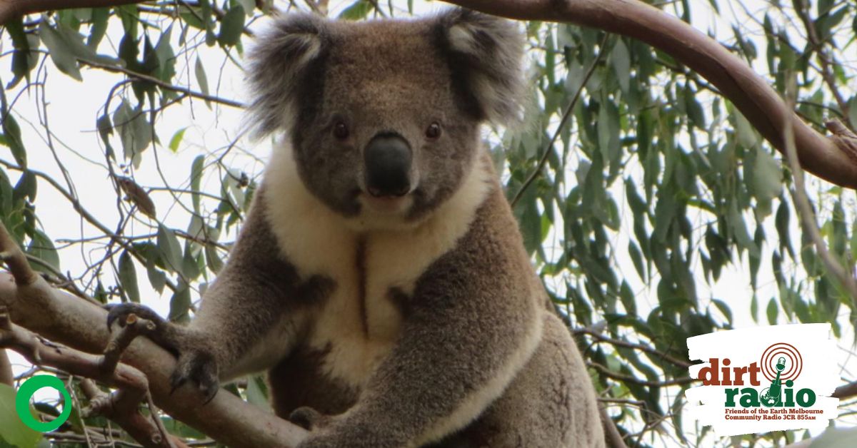 A picture of a Strzelecki Koala