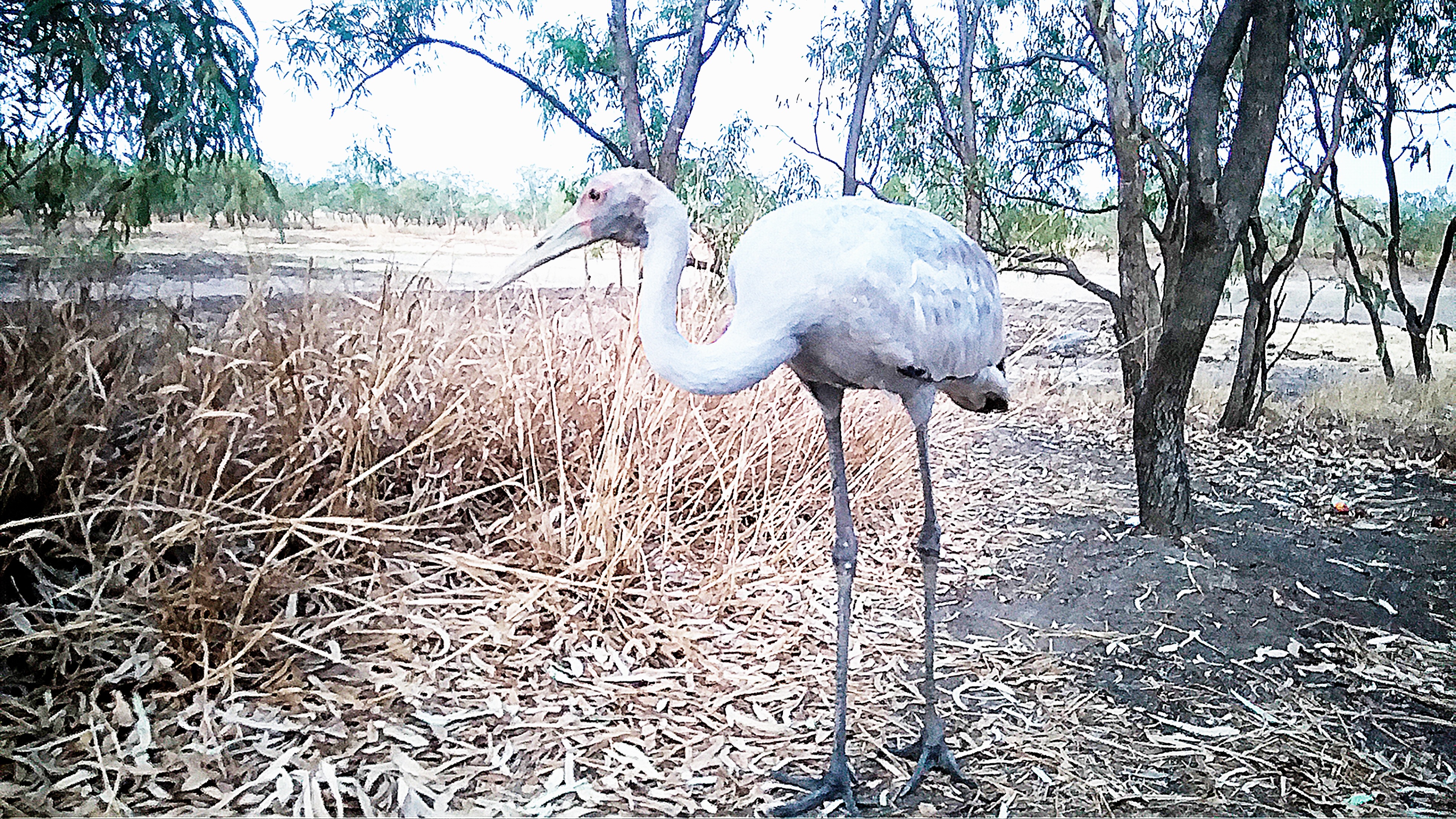 A brolga; its a large bird that lives  in the Northern Territory.