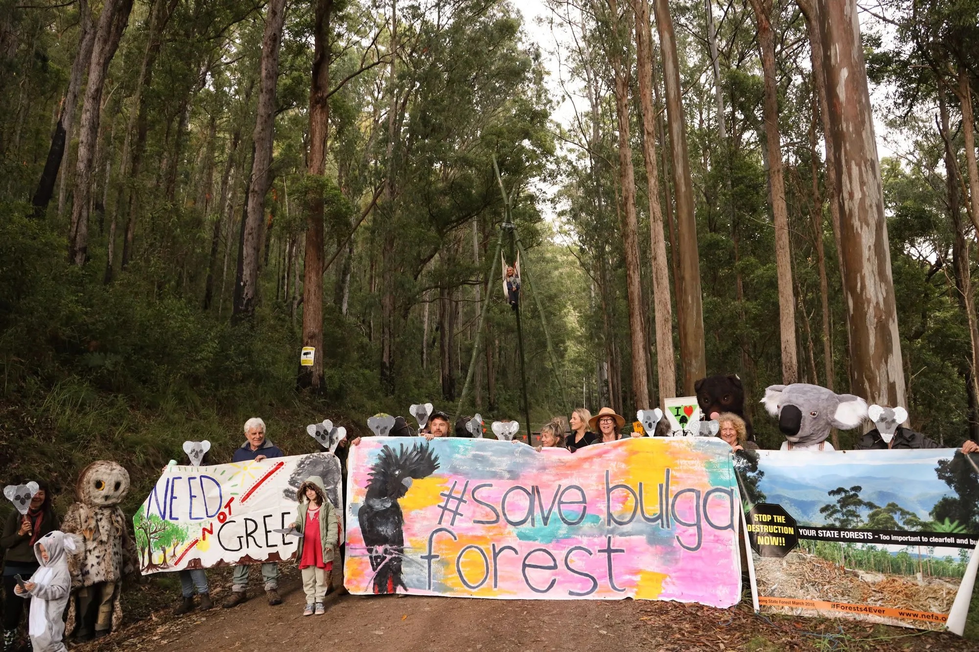 Save Bulga Forest Camp, Ellenborough Falls, Elands, NSW, 2429