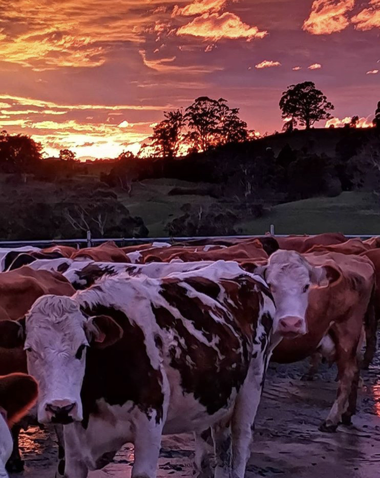 Viking Fleckvieh, Gippsland photo: @vikingfleckvieh