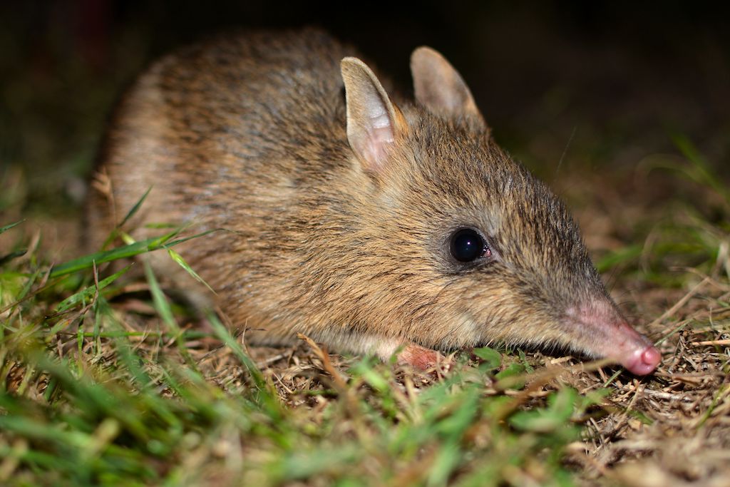 Eastern barred bandicoot, photo by Grant Linley