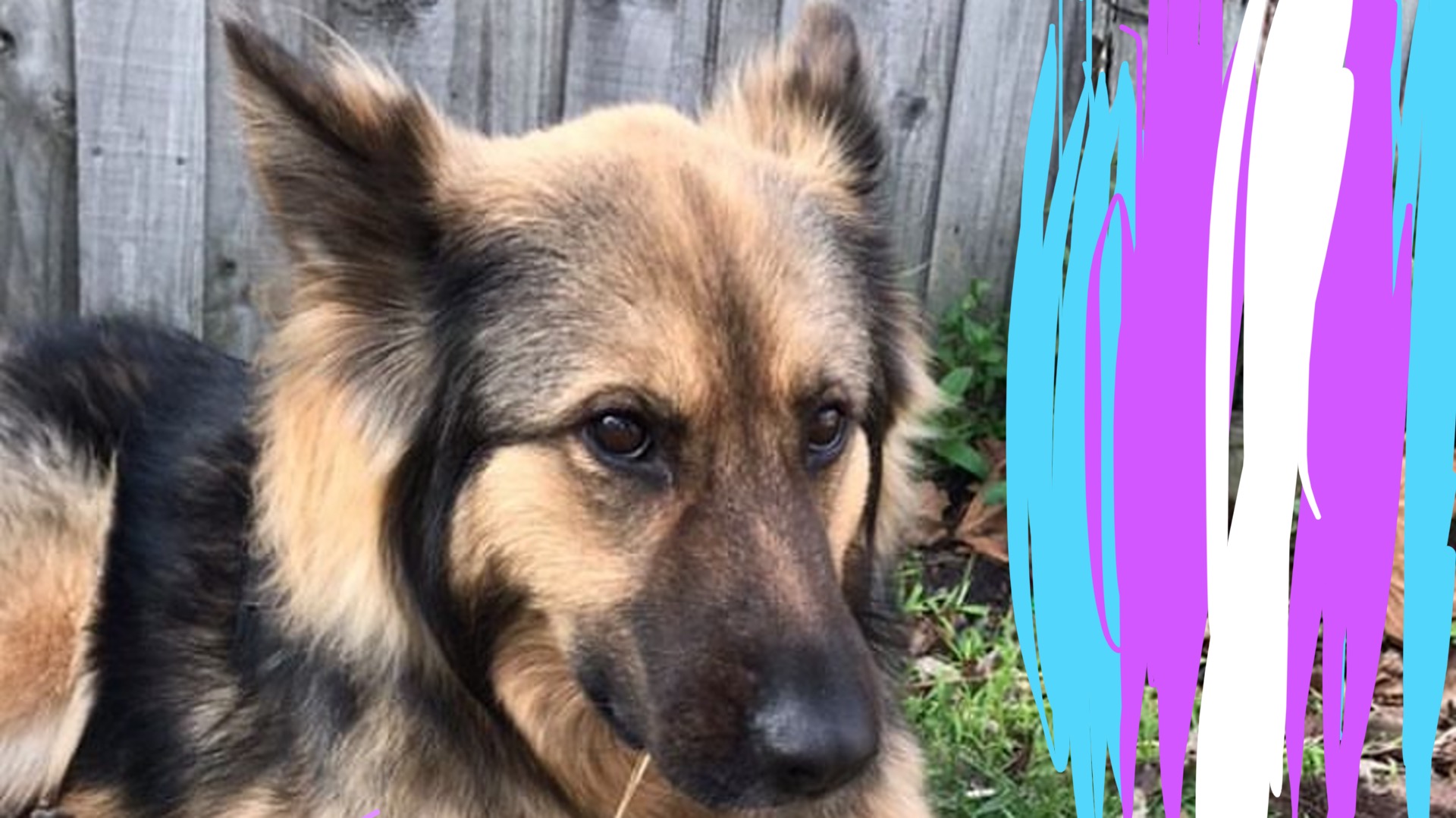 A large friendly dog sitting in a yard, looking past the viewer