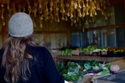 Organic and Biodynamic Transition Farm Fingal Victoria