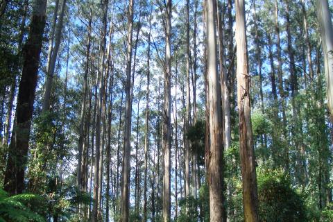 A forest of Victorian Mountain Ash trees