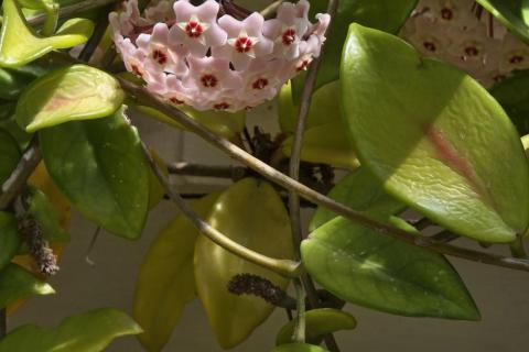 Hoya Flower