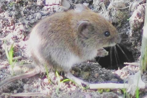 I am a vole and I live in a hole