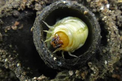 Dung beetle larva inside a broodball made of poo (photo supplied by Valerie Caron, CSIRO)