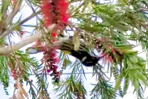 A blurry photo of a New Holland Honeyeater, a passerine (songbird) seeking out sweet, sweet nectar (Photo by Chris Lassig)