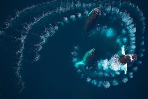 Humpback whales using a bubble net to catch krill